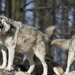 Wolves key suspects in cattle kills at Blackfoot Grazing Reserve