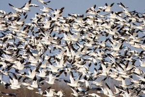 Snow-Geese