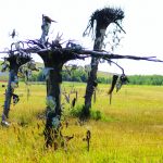 Skull Tree Lives On