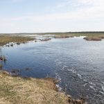 Water returns to Beaverhill Lake attracting thousands of birds – lake “full of water”