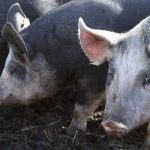 Irvings Farms: Bringing a slice of Britain to Alberta