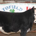 Tofield 4-H Beef and Multi Club Achievement Day hosted successfully