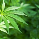 Local cannabis store scheduled to open in November