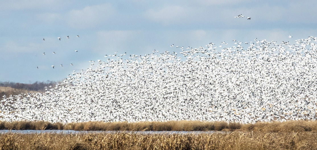 Tofields Snow Goose Festival To Make A Comeback The Tofield Mercury