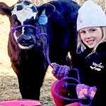 Holden 4-H Beef Club members work on their projects from home