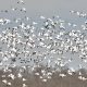 Successful Snow Goose Festival that never happened