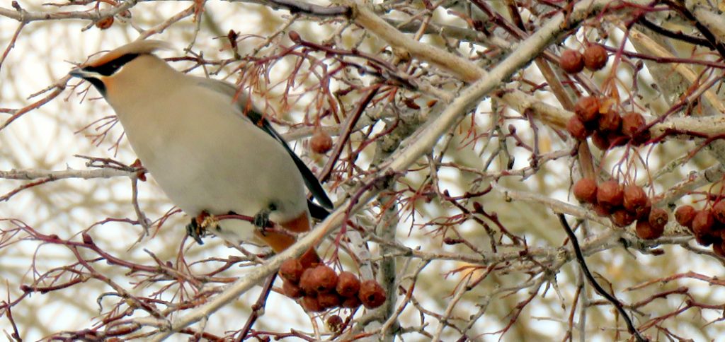 Christmas bird count in Tofield and area