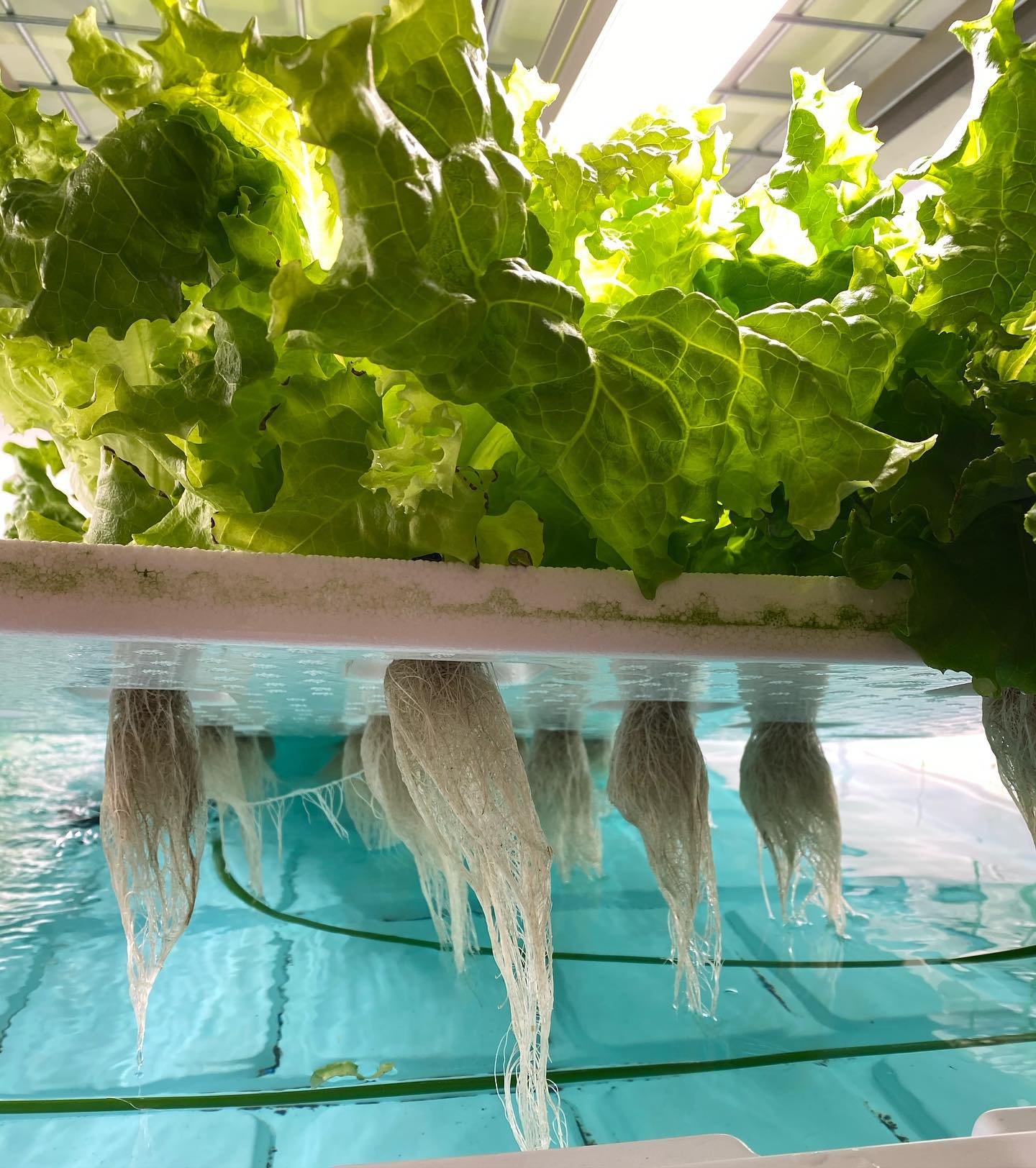 Vertical Roots Hydroponic Bibb Lettuce – Charleston Farm Fresh