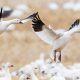 Snow Goose migration in full swing, Festival might be back in 2022