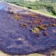Large fire destroys five acres on Hwy. 630