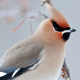 Bohemian Waxwings, a gift from the forest says Geoff Holroyd