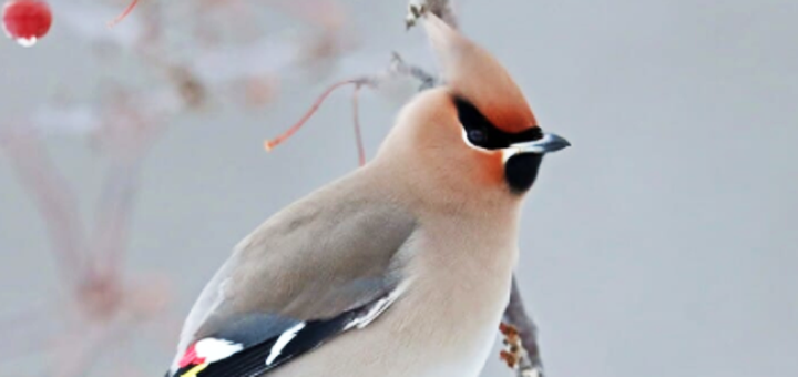 Bohemian Waxwings, a gift from the forest says Geoff Holroyd