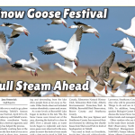 Snow Goose Festival full steam ahead – check out the April 12 Mercury