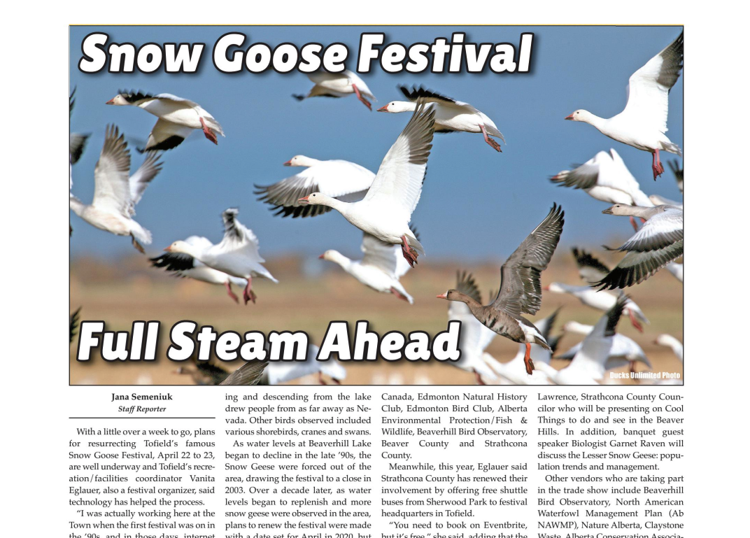 Snow Goose Festival full steam ahead check out the April 12 Mercury