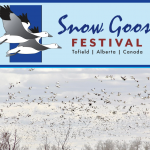 Read it for FREE: 2023 Snow Goose Festival