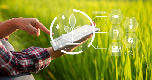 Canola seeding systems analyzed in Farming Smarter study