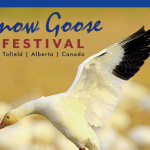 Learn all about the upcoming Snow Goose Festival in Tofield with our Souvenir Edition – read it FREE here: