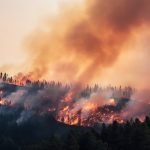 Report reveals 6.6% of Alberta’s forested area burned last year