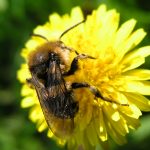 “No Mow May” is a good start to rethinking bee health across our lawns