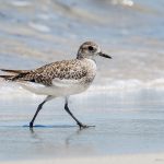 piping plover