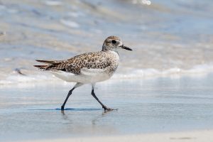 piping plover