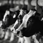 Research out of Saskatchewan shows dairy cows build a natural immunity to avian influenza after initial infection